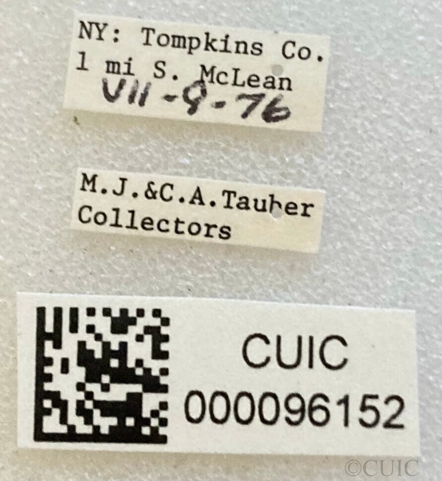 label view of adult Polymerus venaticus 