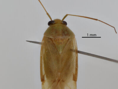 dorsal view of adult Taylorilygus apicalis