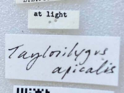 label view of adult Taylorilygus apicalis