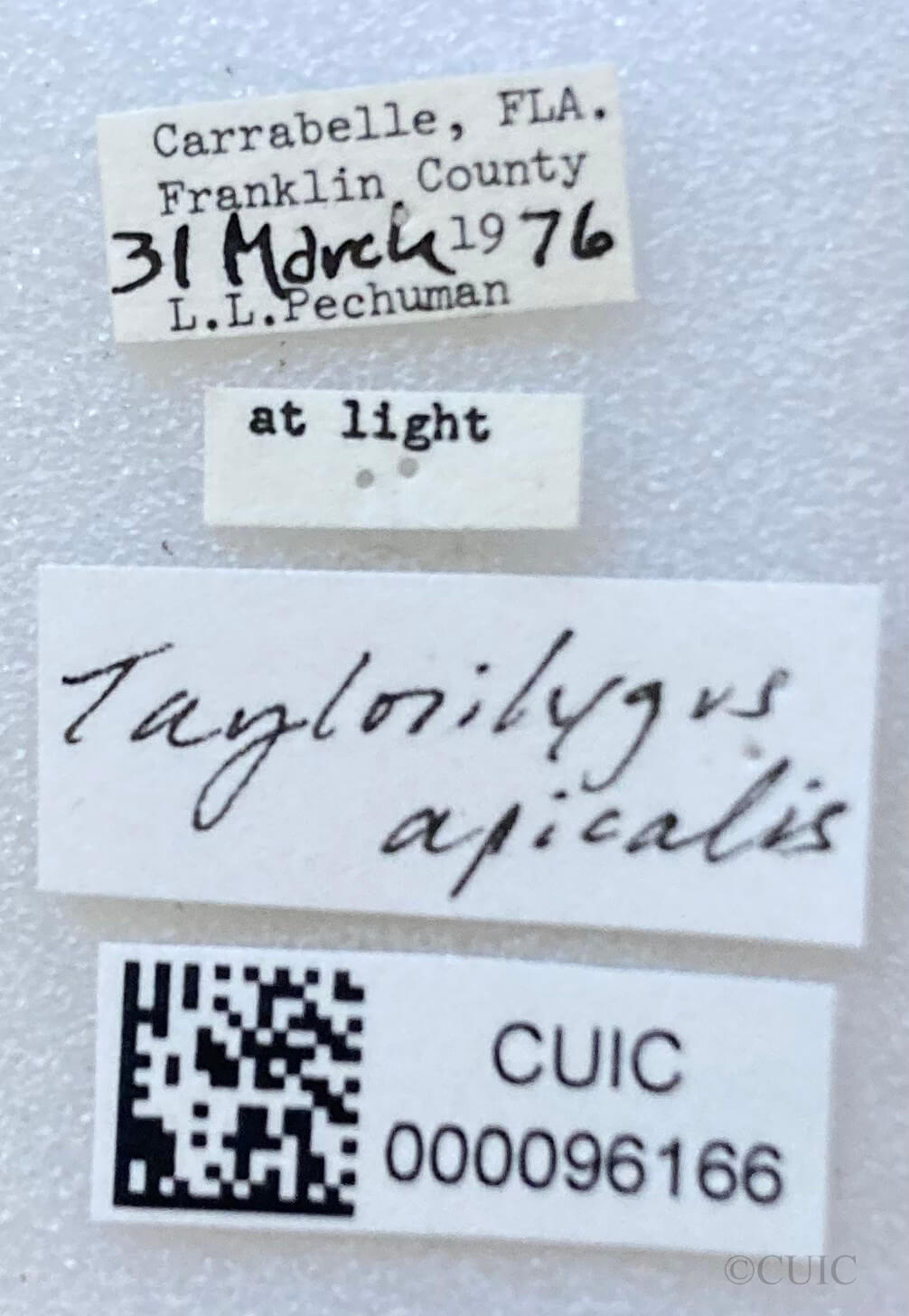 label view of adult Taylorilygus apicalis
