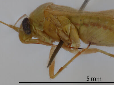 lateral view of adult Taylorilygus apicalis