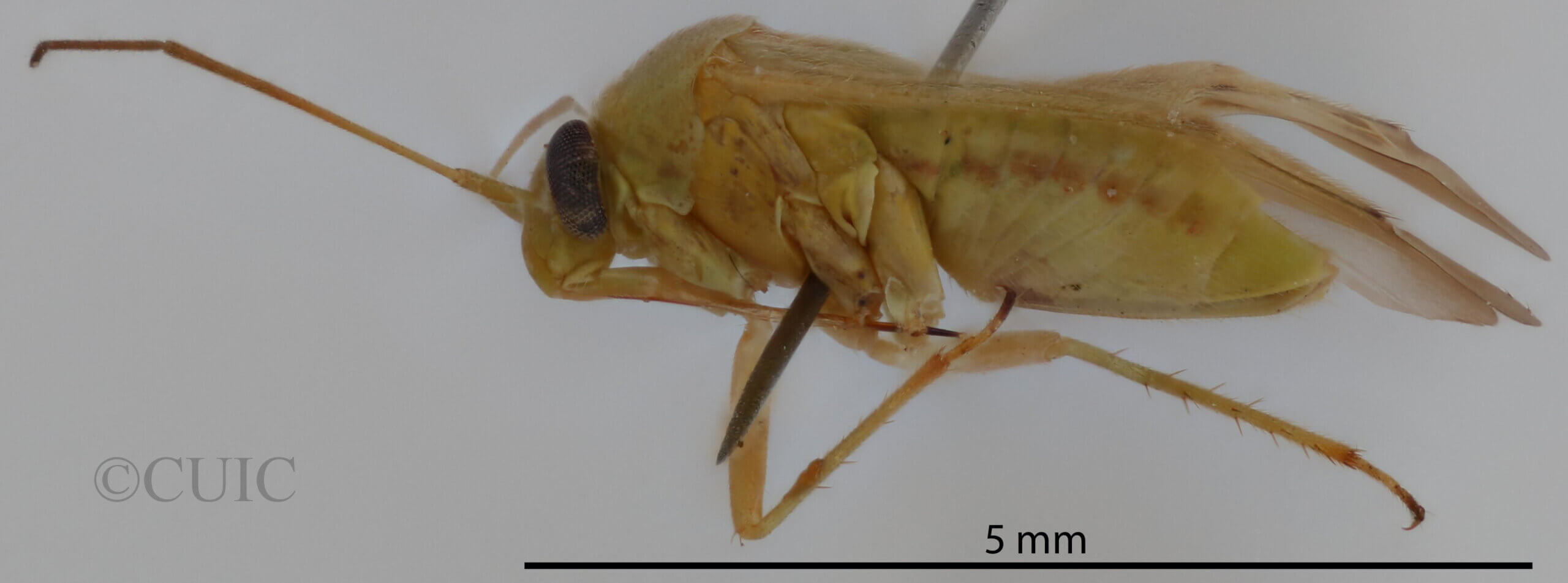 lateral view of adult Taylorilygus apicalis