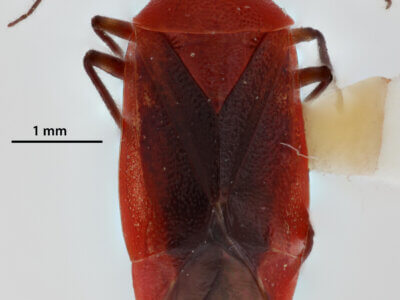 dorsal view of adult Tropidosteptes cardinalis