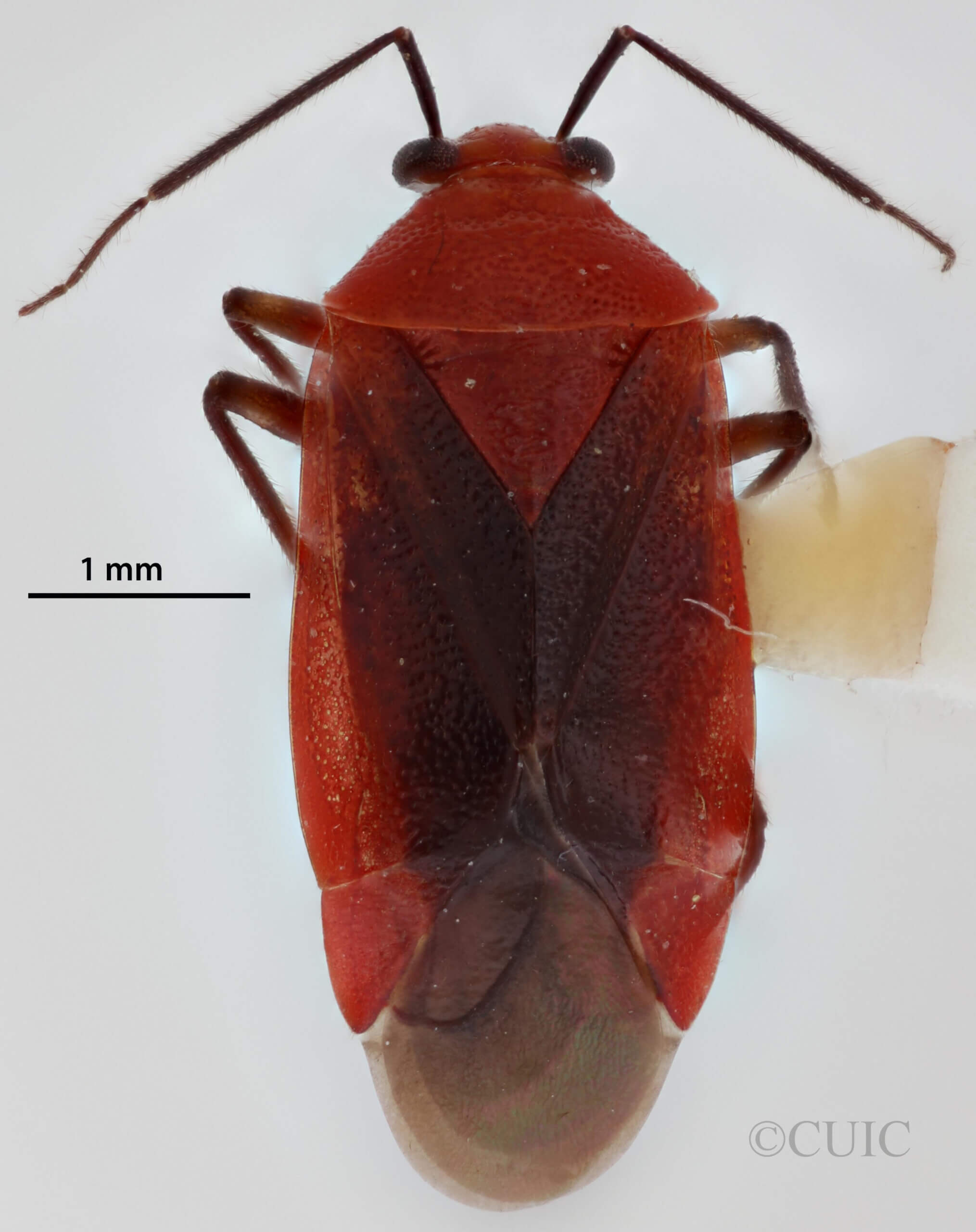 dorsal view of adult Tropidosteptes cardinalis