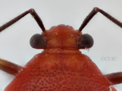 dorsal view of adult Tropidosteptes cardinalis