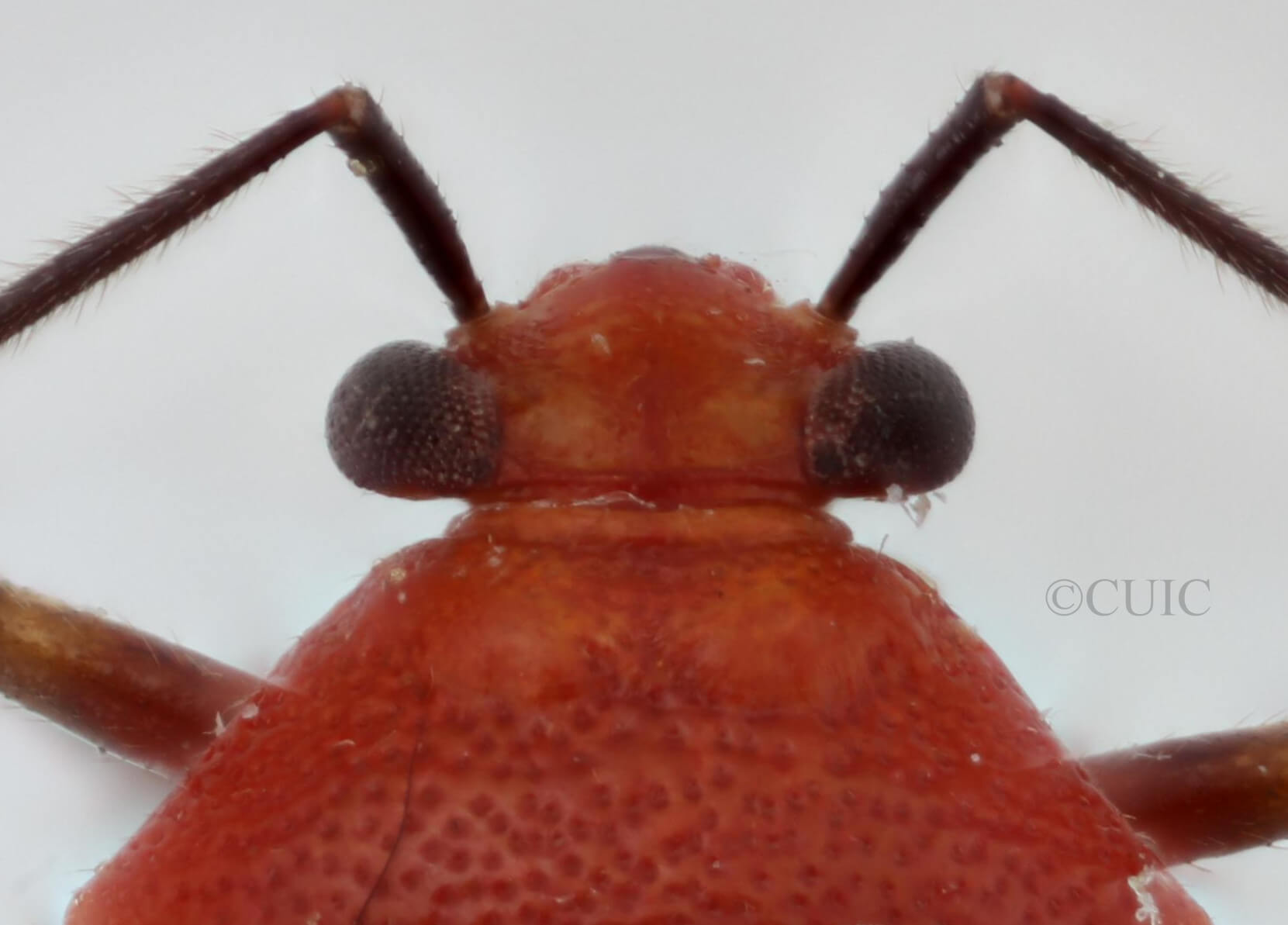 dorsal view of adult Tropidosteptes cardinalis