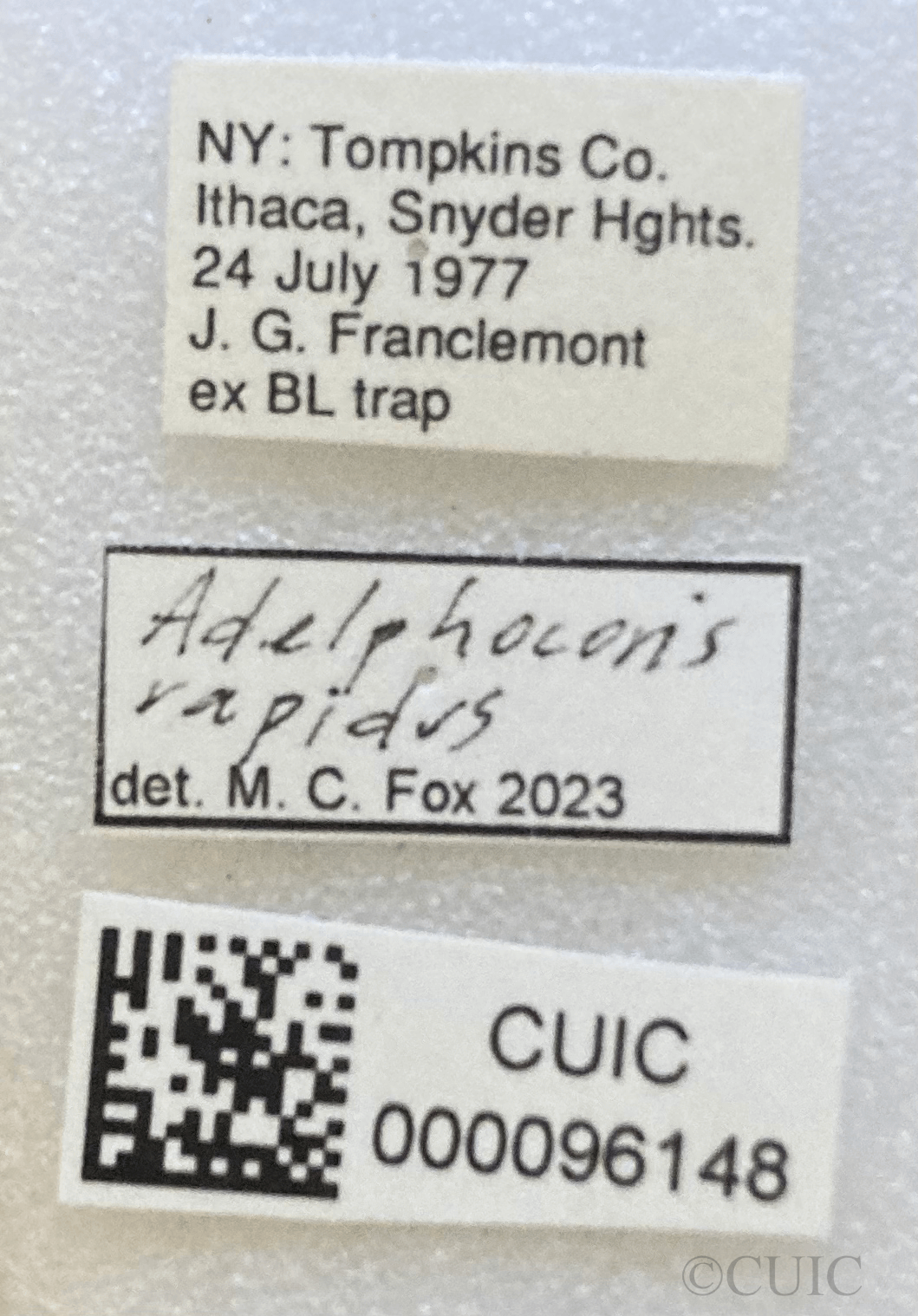 label view of adult Tropidosteptes cardinalis