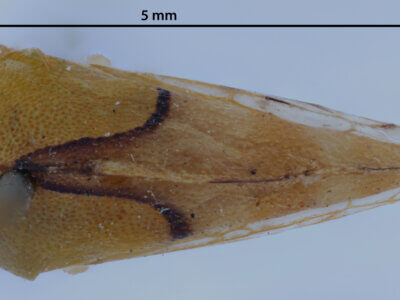 dorsal view of adult Cyrtolobus cinctusVan & Duzee, 1908