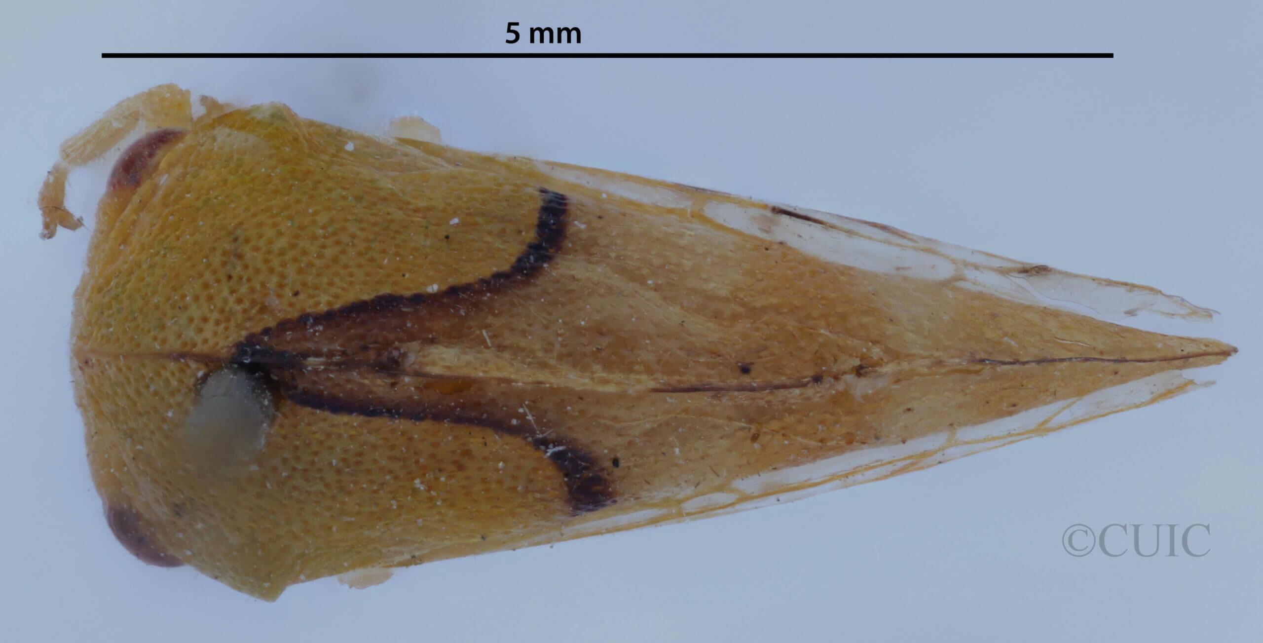 dorsal view of adult Cyrtolobus cinctusVan & Duzee, 1908