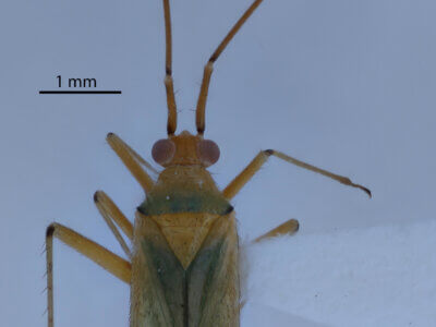dorsal view of adult Blepharidopterus angulatus