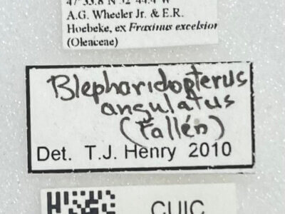 label view of adult Blepharidopterus angulatus