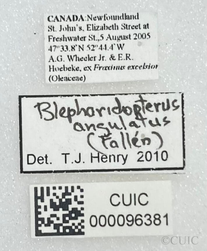 label view of adult Blepharidopterus angulatus