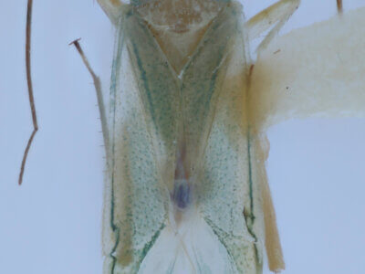 dorsal view of adult Brachynotocoris puncticornis