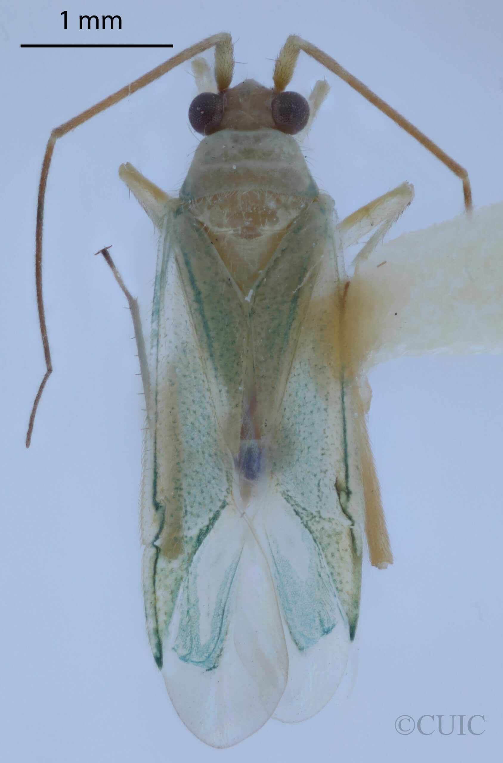 dorsal view of adult Brachynotocoris puncticornis