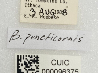 label view of adult Brachynotocoris puncticornis