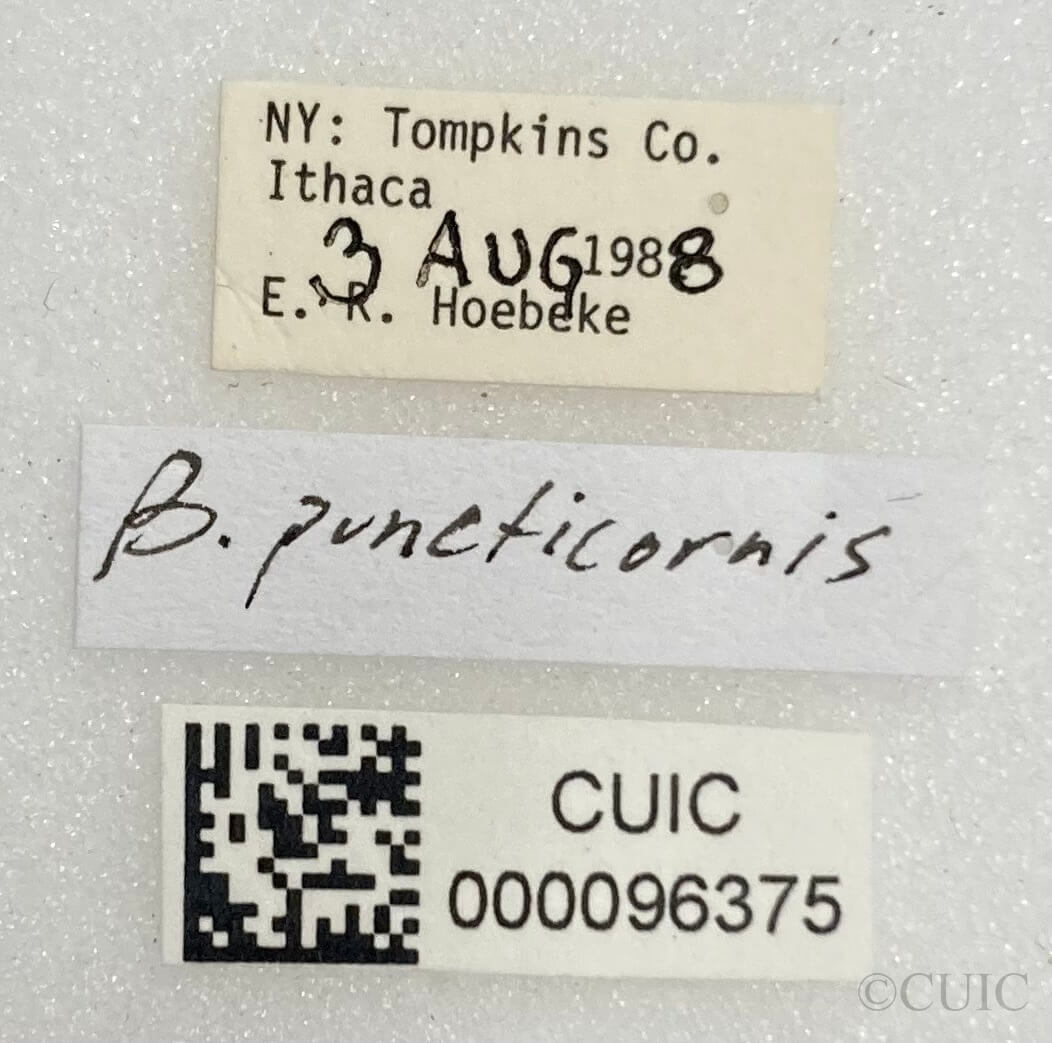 label view of adult Brachynotocoris puncticornis