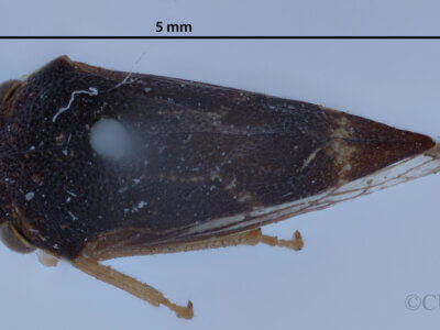 dorsal view of adult Cyrtolobus cinctusVan & Duzee, 1908