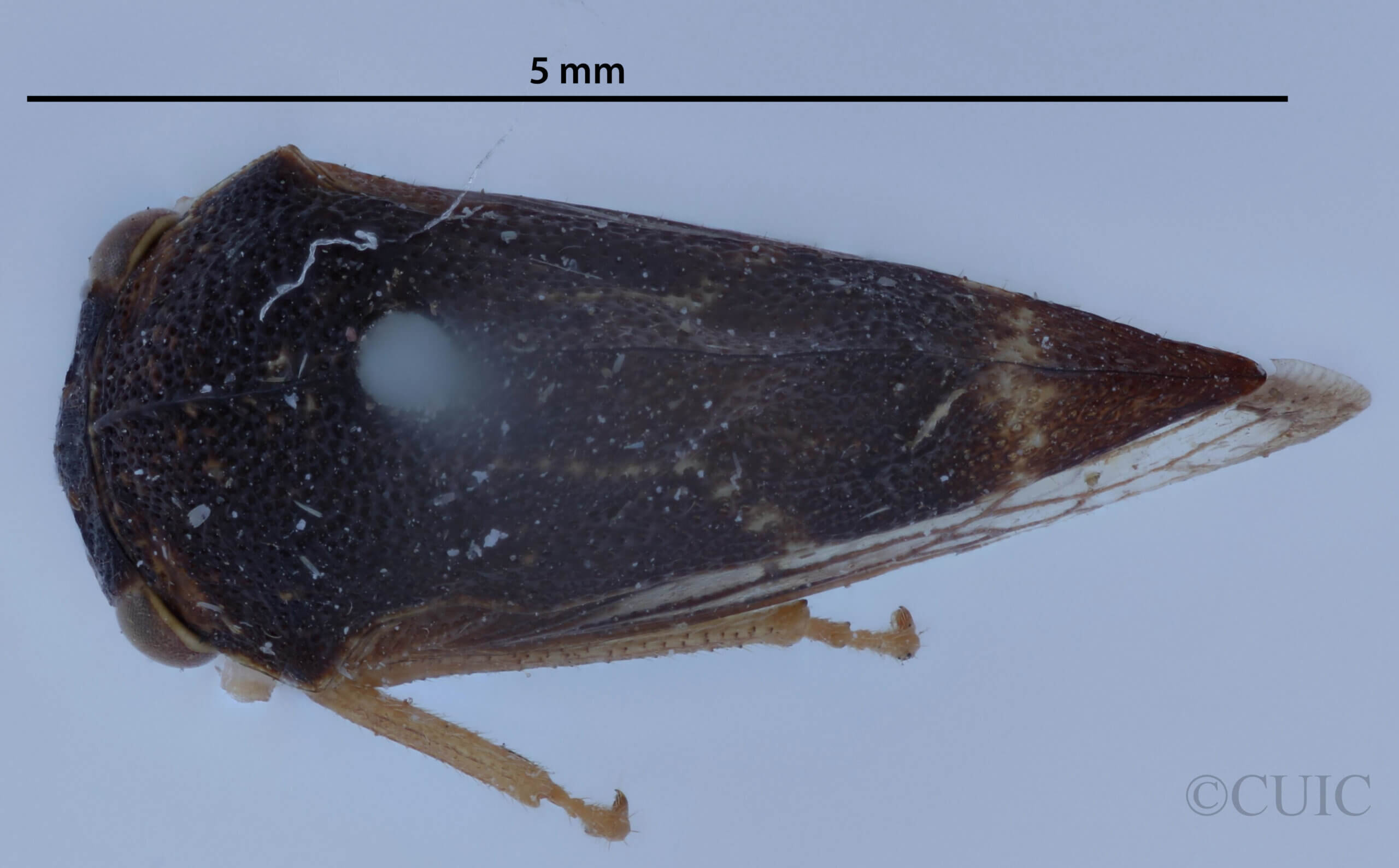 dorsal view of adult Cyrtolobus cinctusVan & Duzee, 1908