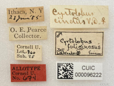 label view of adult Cyrtolobus cinctusVan & Duzee, 1908