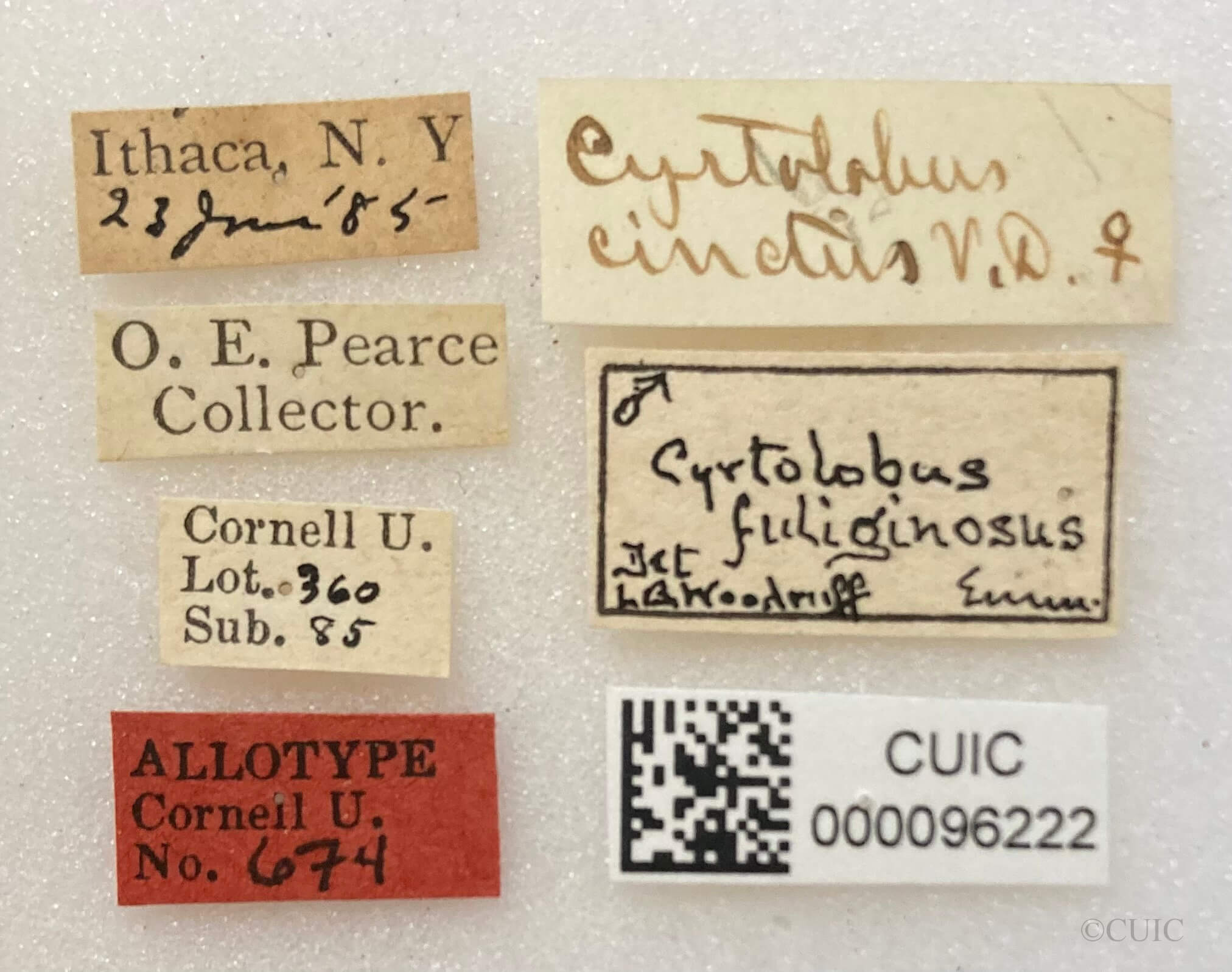 label view of adult Cyrtolobus cinctusVan & Duzee, 1908