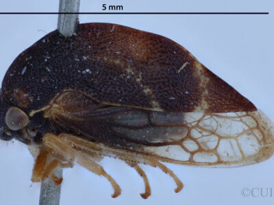 lateral view of adult Cyrtolobus cinctusVan & Duzee, 1908