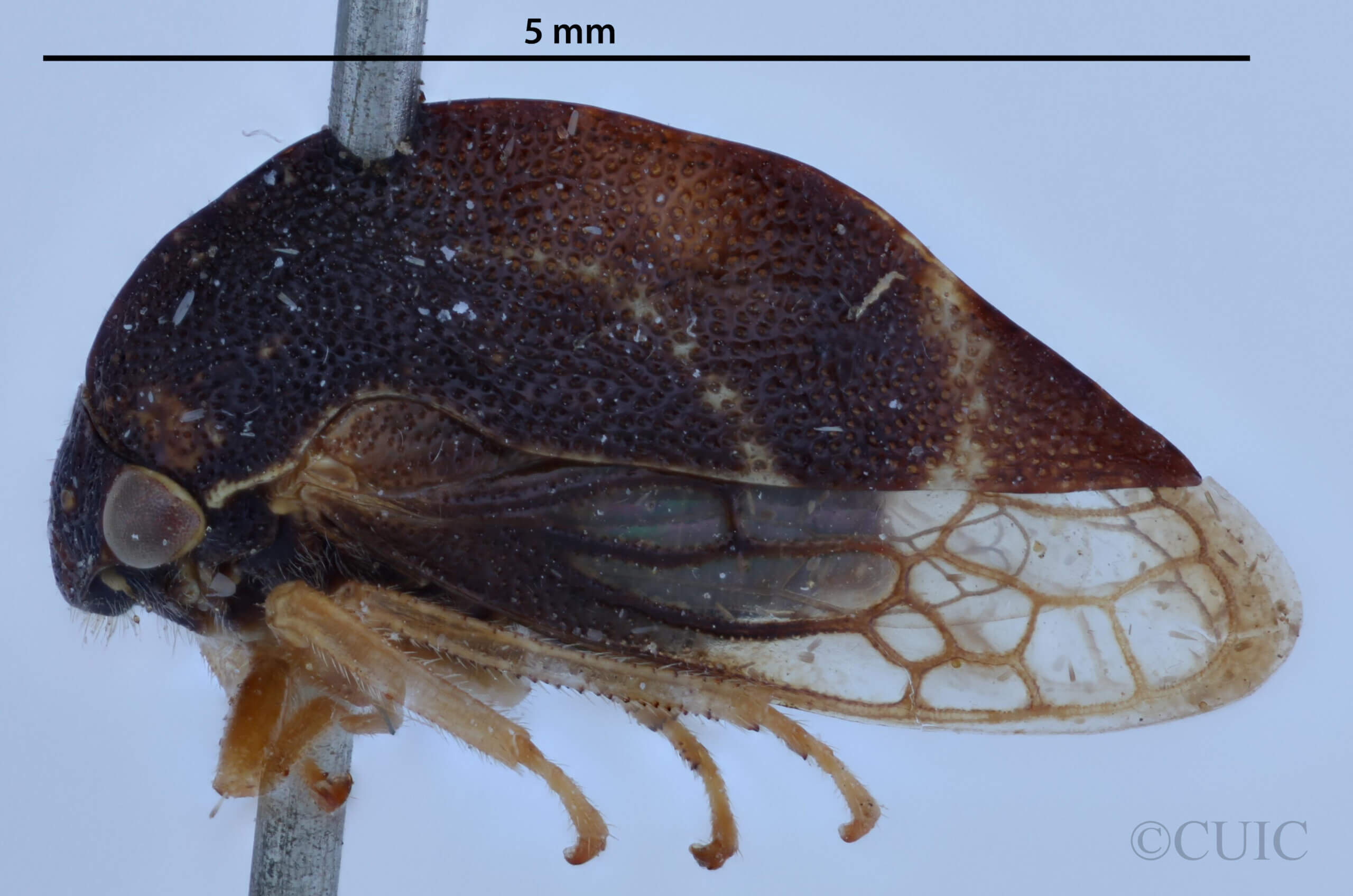 lateral view of adult Cyrtolobus cinctusVan & Duzee, 1908