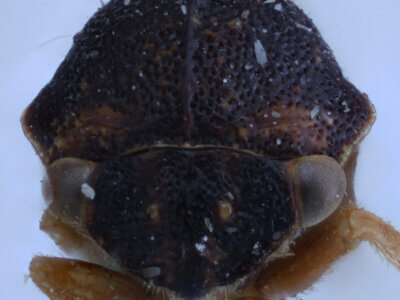 adult Cyrtolobus cinctusVan & Duzee, 1908