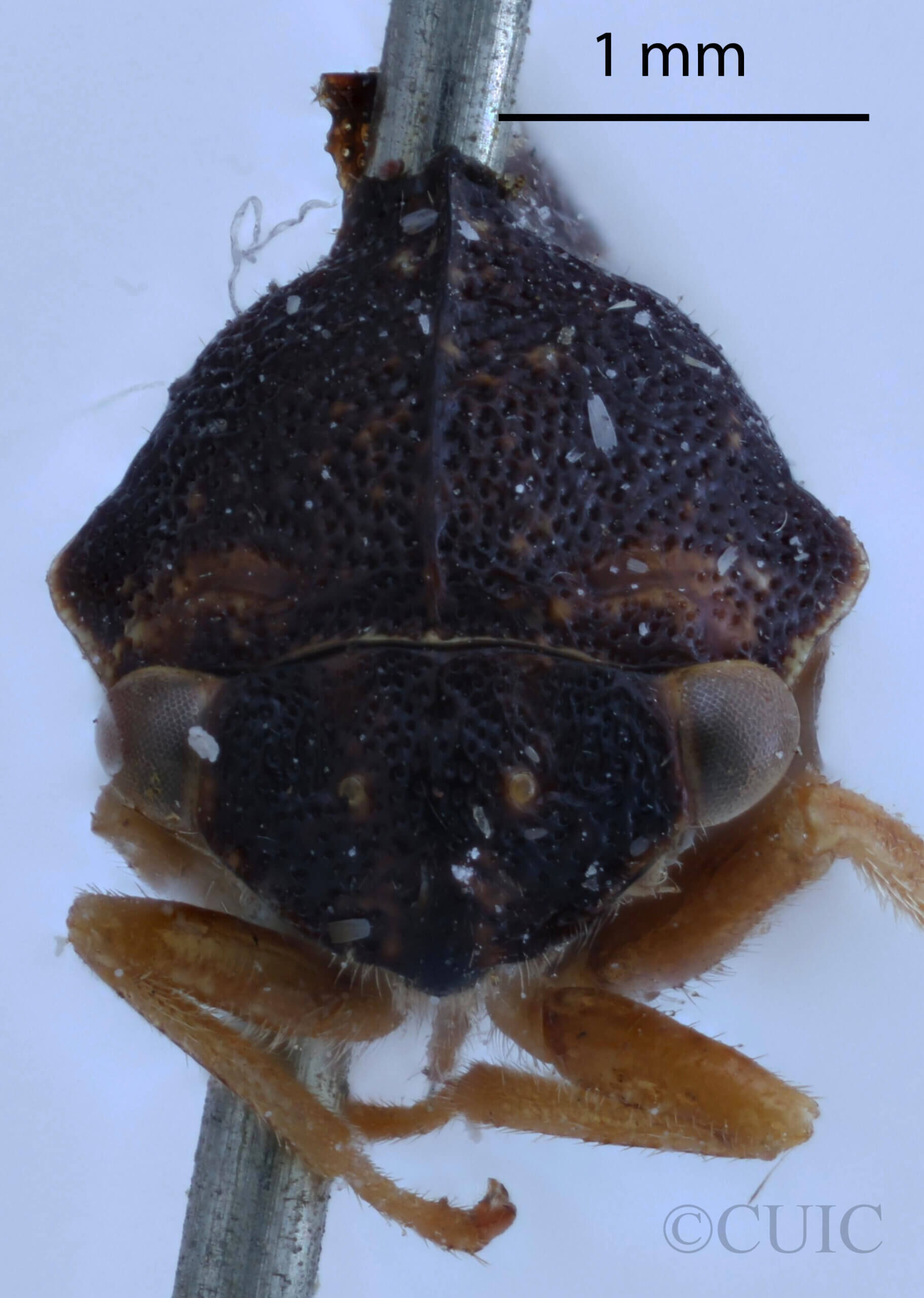 adult Cyrtolobus cinctusVan & Duzee, 1908