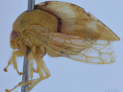 lateral view of adult Cyrtolobus cinctusVan & Duzee, 1908