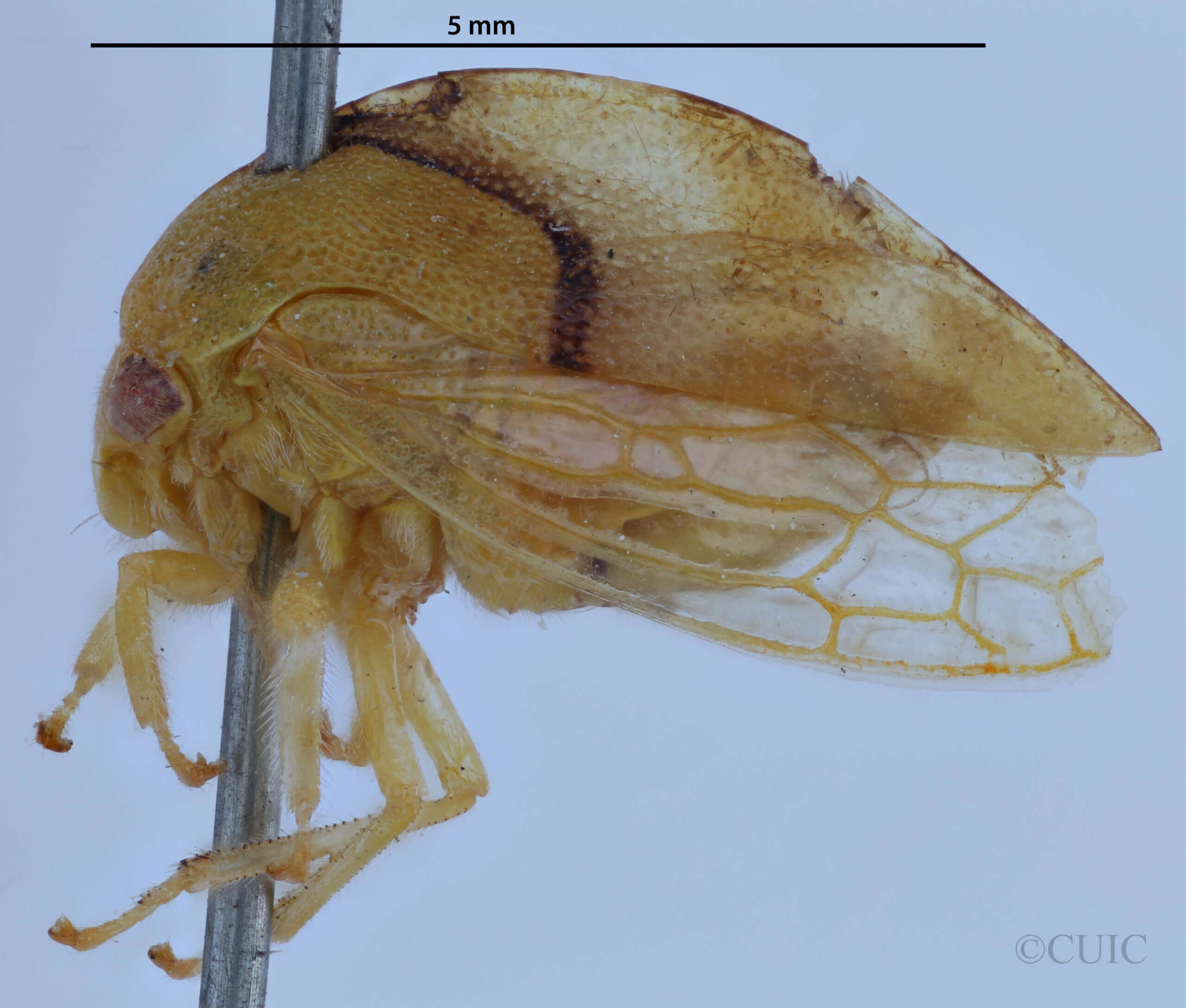 lateral view of adult Cyrtolobus cinctusVan & Duzee, 1908