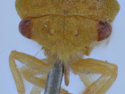 adult Cyrtolobus cinctusVan & Duzee, 1908