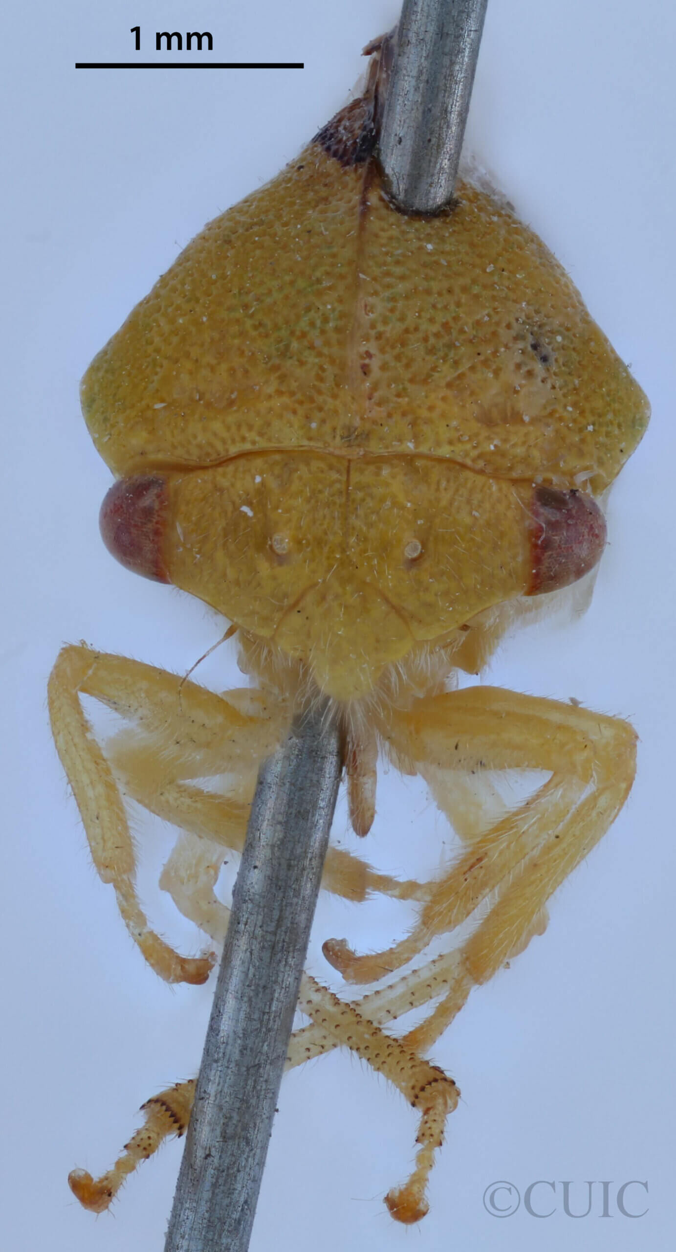 adult Cyrtolobus cinctusVan & Duzee, 1908