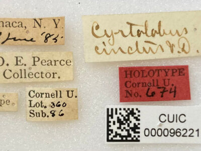 label view of adult Cyrtolobus cinctusVan & Duzee, 1908