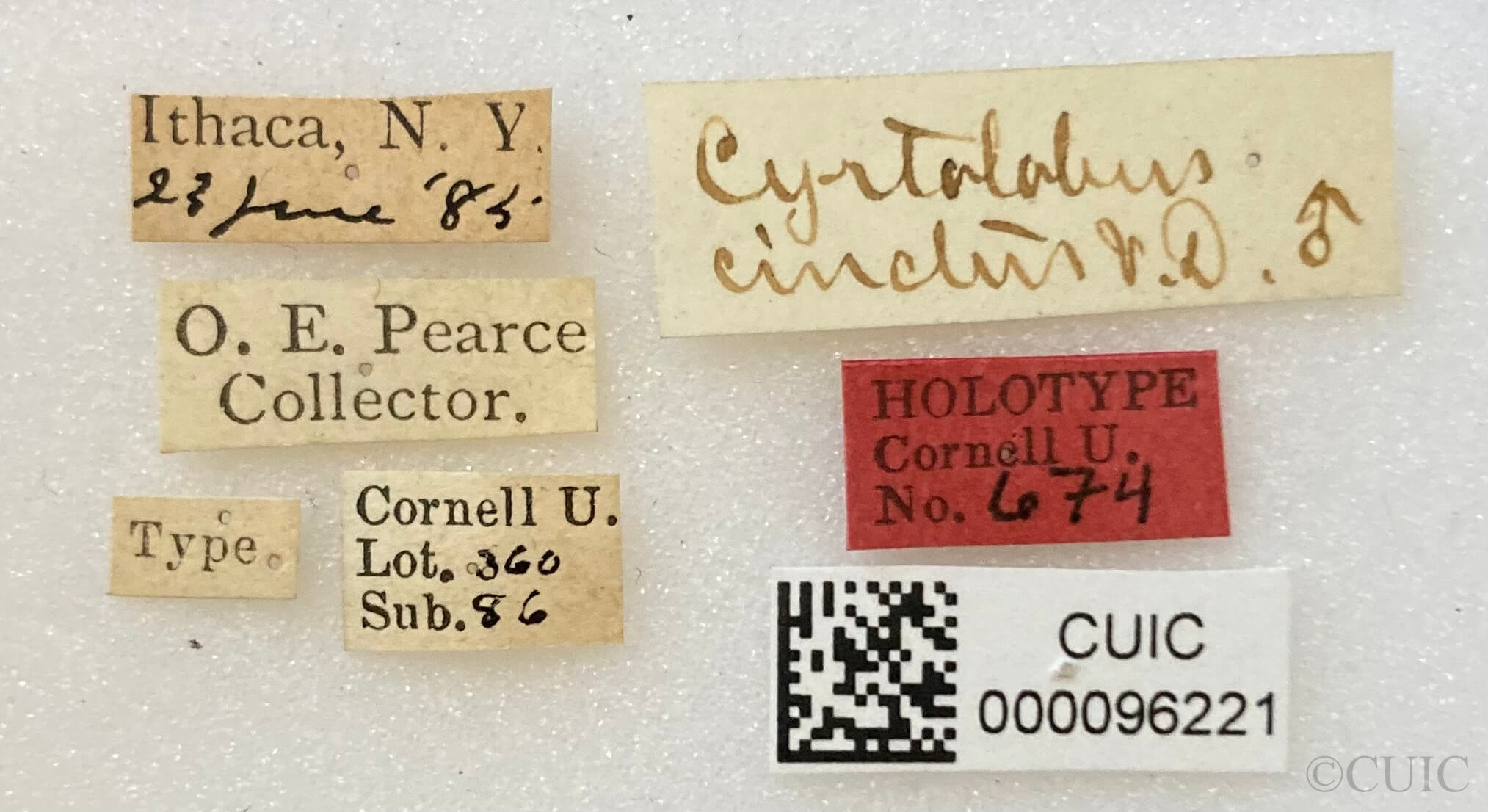 label view of adult Cyrtolobus cinctusVan & Duzee, 1908