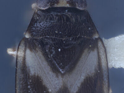 dorsal view of adult Corticoris signatus