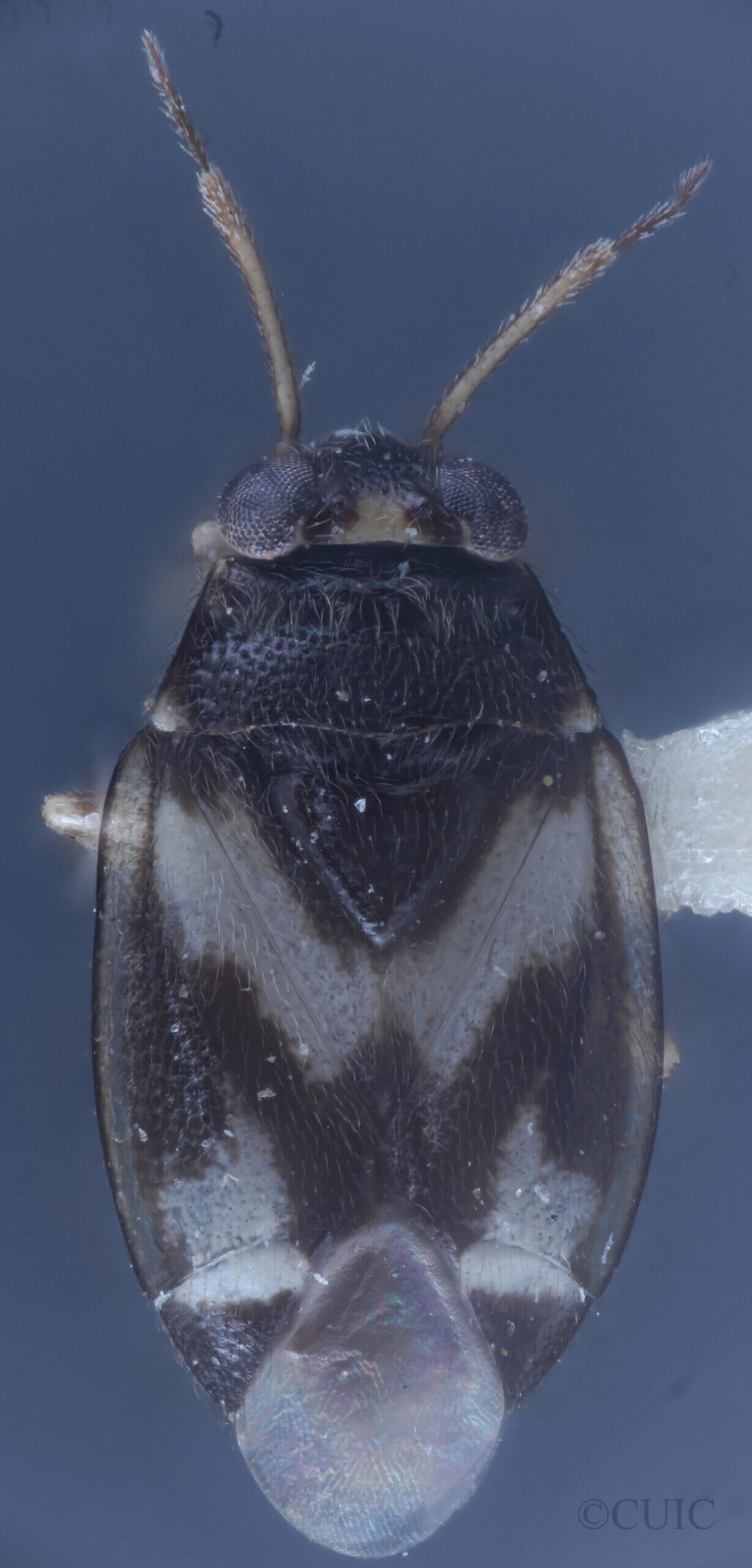 dorsal view of adult Corticoris signatus