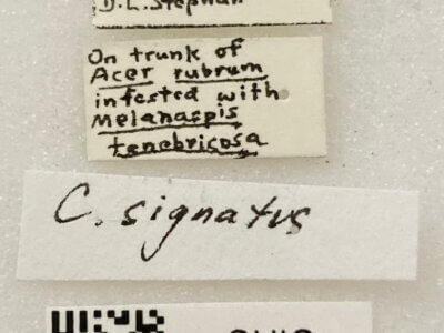 label view of adult Corticoris signatus