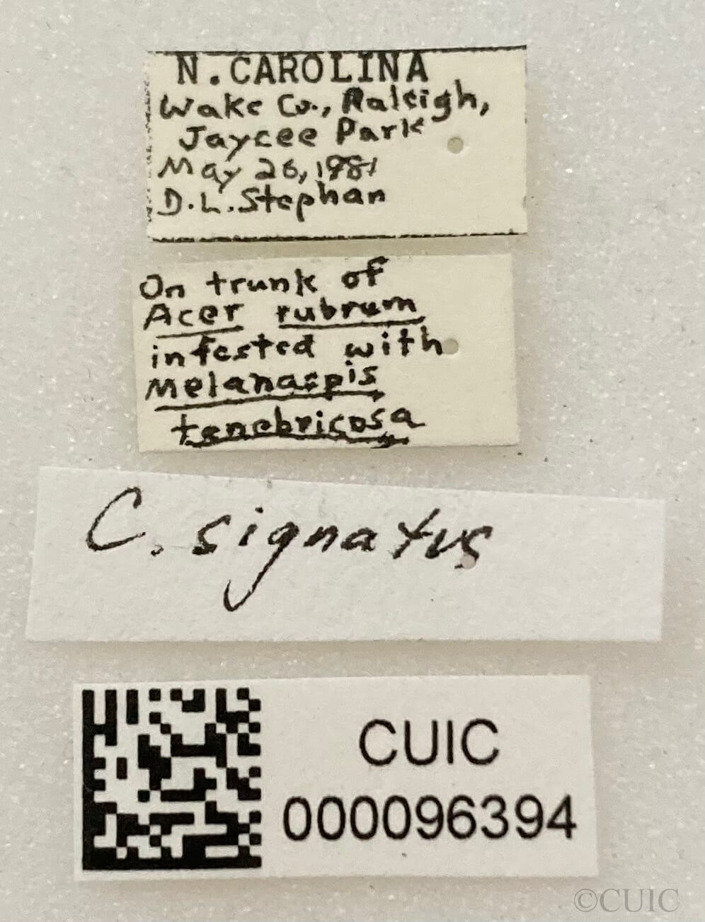 label view of adult Corticoris signatus