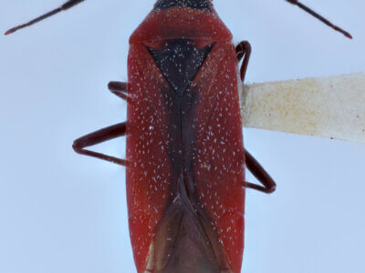 dorsal view of adult Heterocordylus malinus