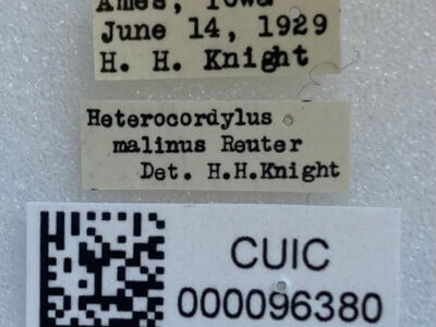 label view of adult Heterocordylus malinus