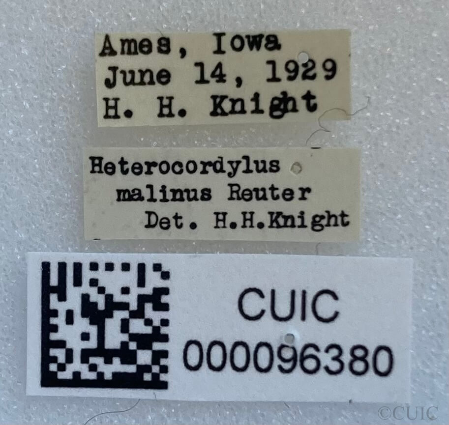 label view of adult Heterocordylus malinus