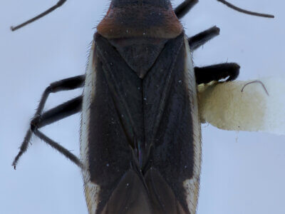 dorsal view of adult Hadronema militare