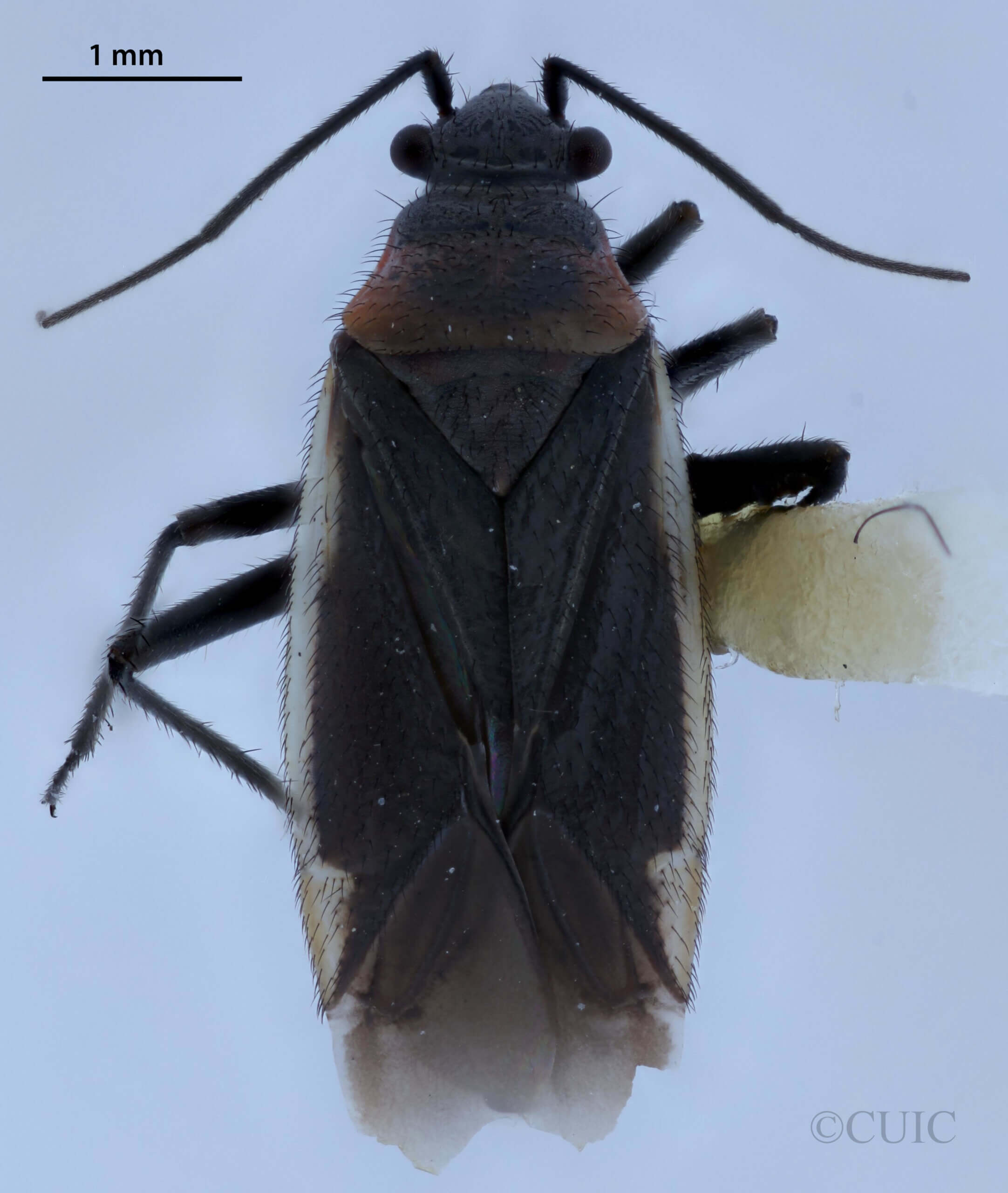 dorsal view of adult Hadronema militare