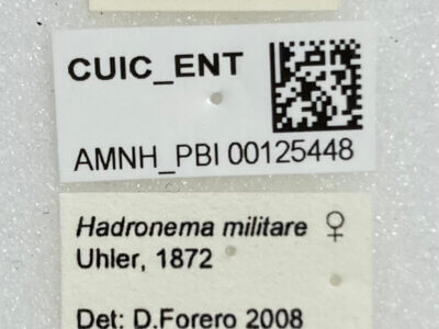 label view of adult Hadronema militare