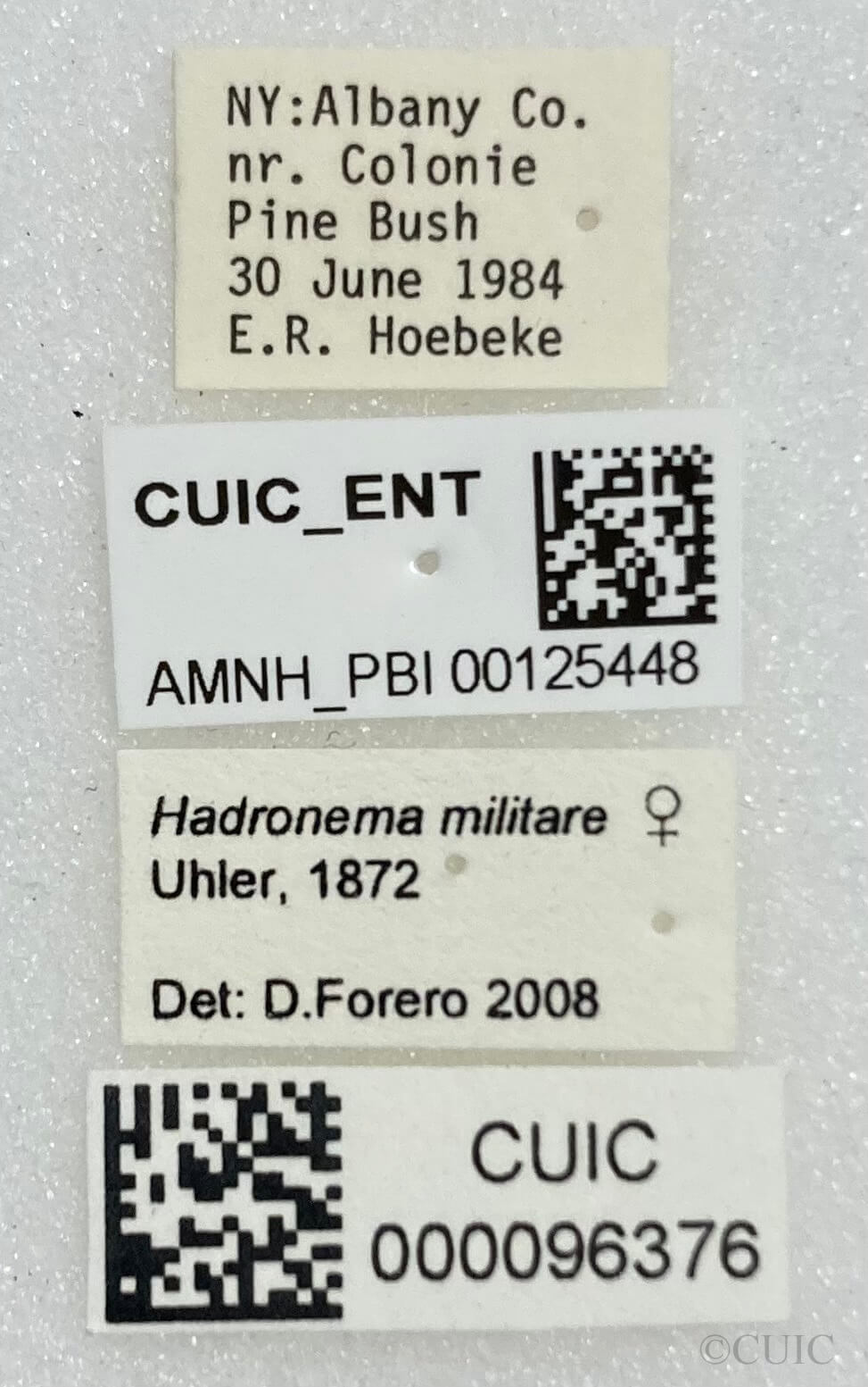 label view of adult Hadronema militare