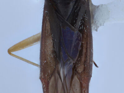 dorsal view of adult Heterotoma planicornis