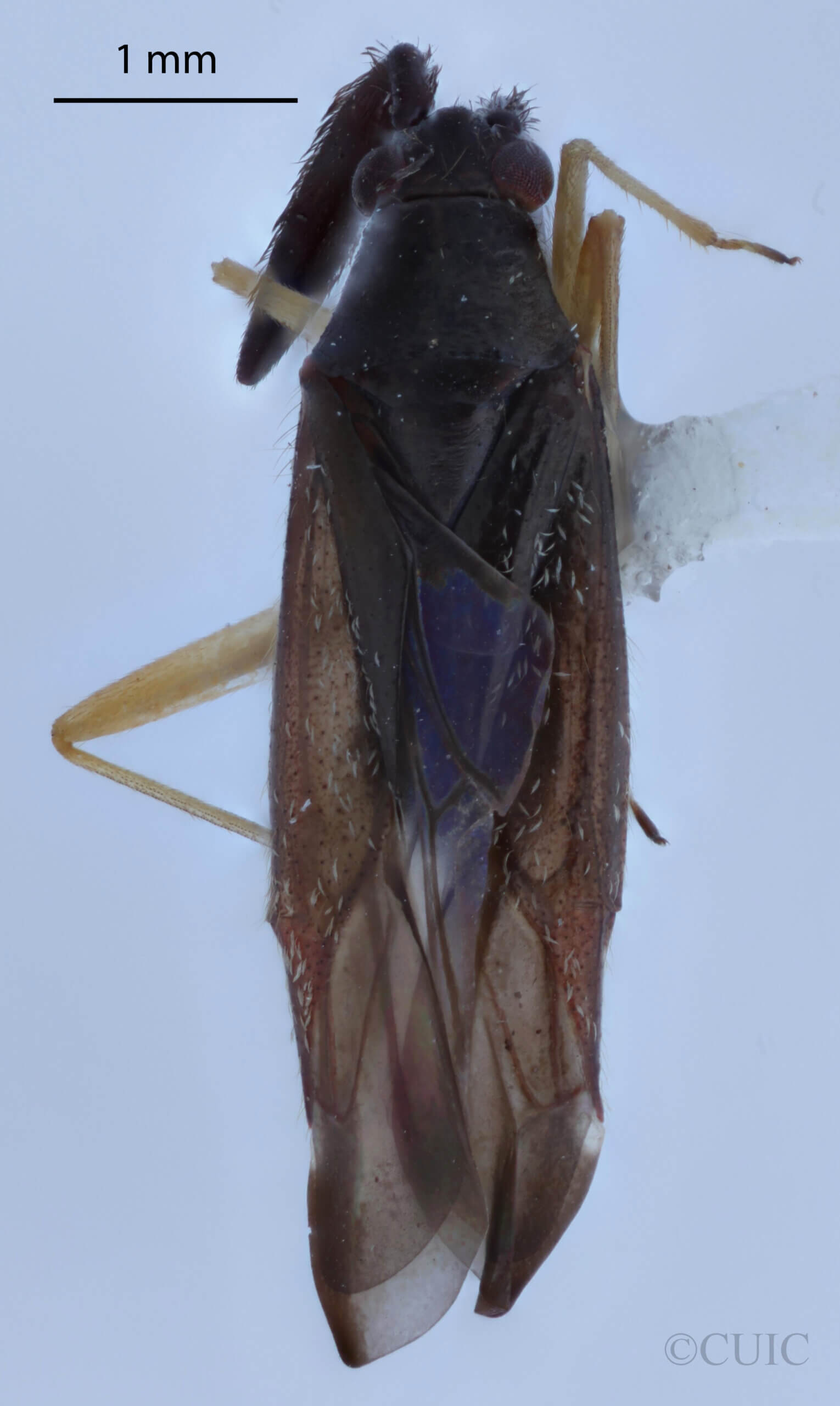 dorsal view of adult Heterotoma planicornis
