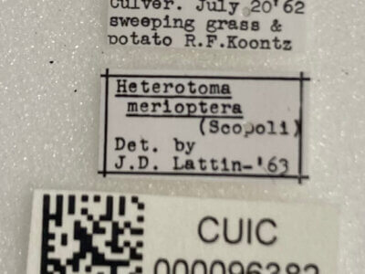 label view of adult Heterotoma planicornis