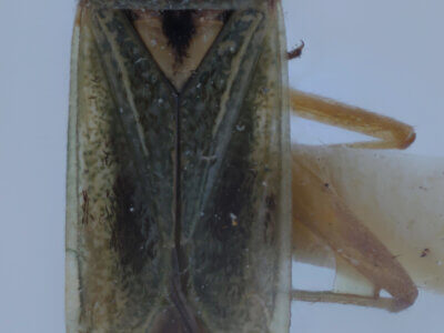 dorsal view of adult Ilnacora malina