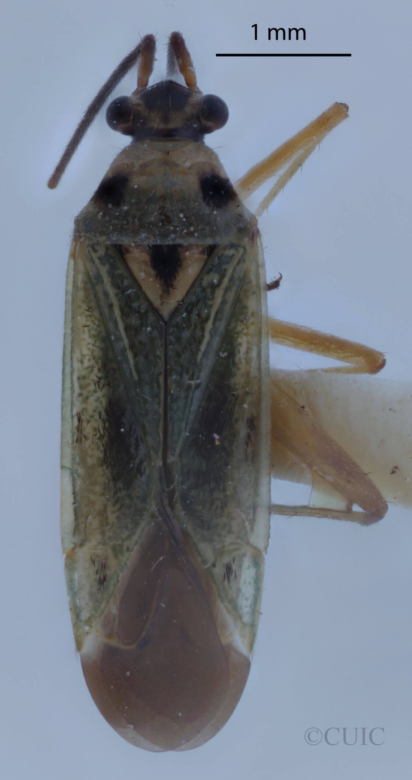 dorsal view of adult Ilnacora malina